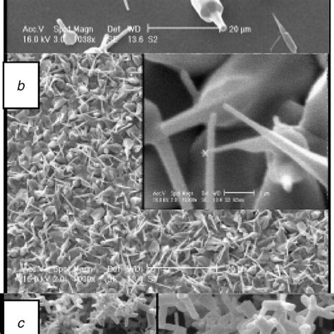 Sem Images Of Different Zno Micro And Nanostructures Obtained At