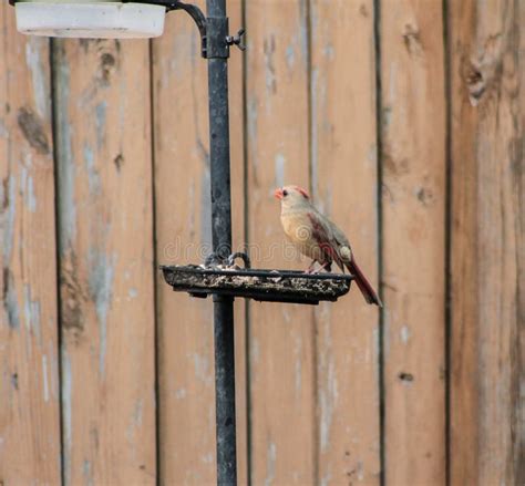 Female Cardinal Standing on Bird Feeder with Its Head Turned Stock ...