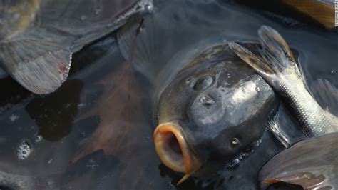 Australia wants to wipe out carp with herpes - CNN