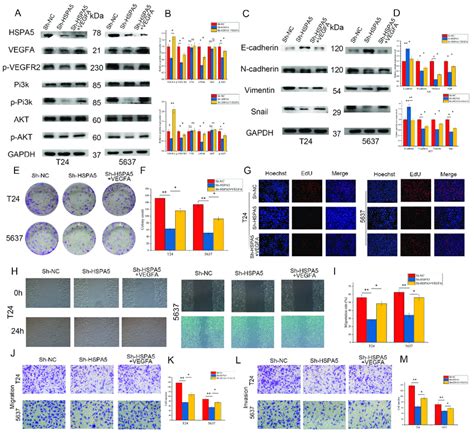 Vegfa Reversed The Inhibitory Effect Of Hspa Knockdown A B Vegfa