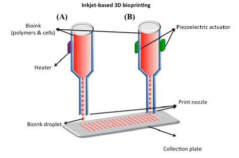 Schematic Diagram Of Inkjet Based Bioprinting A Heater B