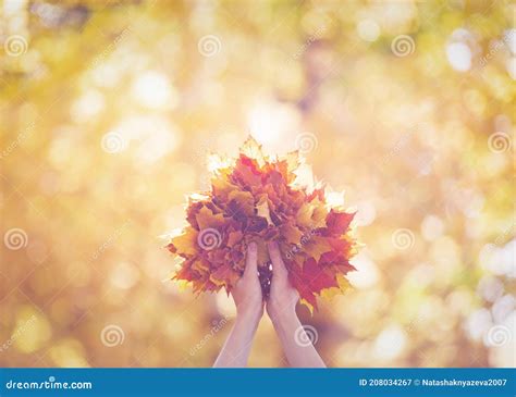 Bouquet Of Yellow Red And Orange Maple Leaves In Human Hands In The