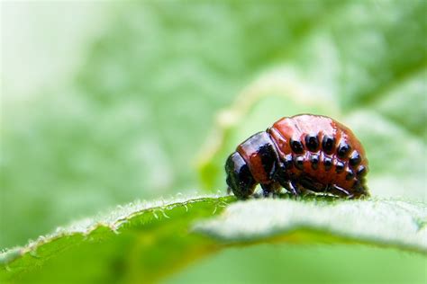 Colorado potato beetle larvae | Larvae, Beetle, Macro photography