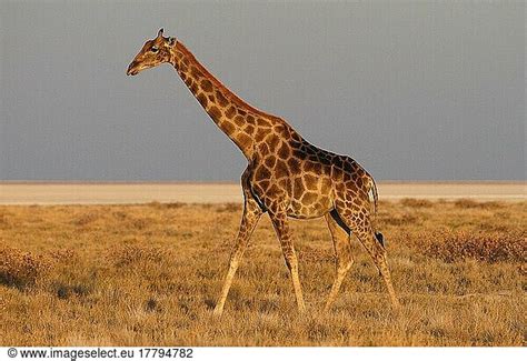 Giraffen Giraffa Camelopardalis Afrika S Dliches Afrika S Dafrika