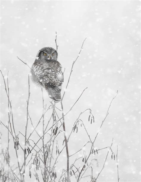 The Savvy Winter Bird Photographer, Part 1 | B&H eXplora