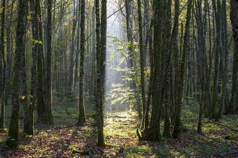 Le Parc National Des Forêts Un Havre De Biodiversité