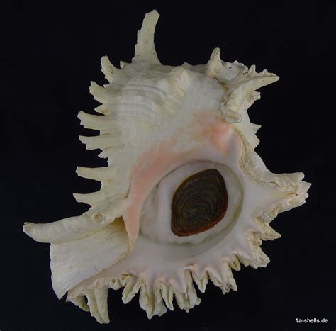 Murex Ramosus Operculum Heavy Xxl 257 Mm 15 Kilo Ebay Sea Shells