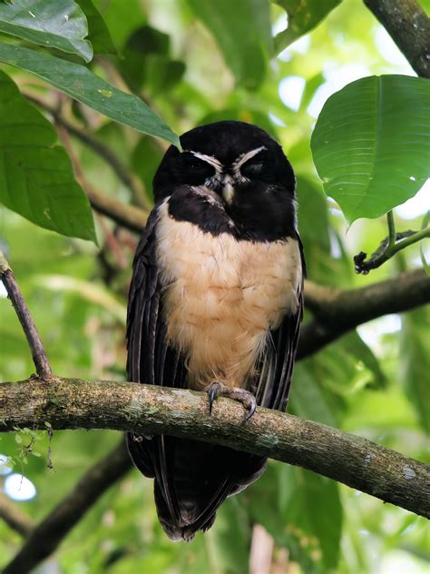 Spectacled Owl Pulsatrix Perspicillata Birdweather