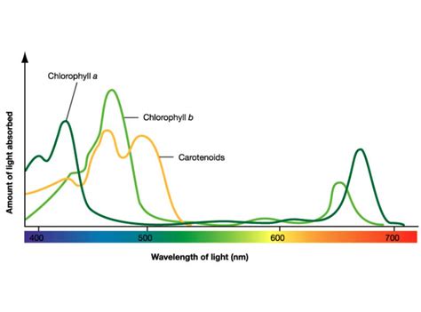 Chapter 10 Photosynthesis Biology For Majors Openstax Import