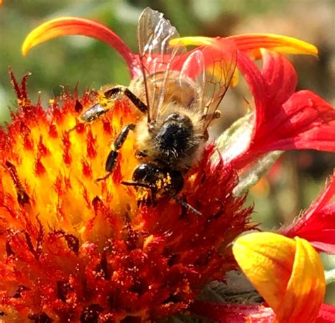 Premium Photo Winged Bee Slowly Flies To The Plant Collect Nectar For