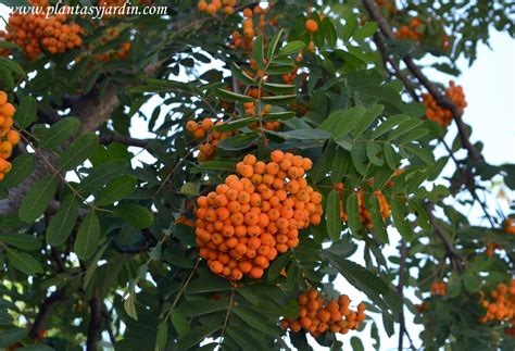 Los Frutos en las plantas | Plantas y Jardín