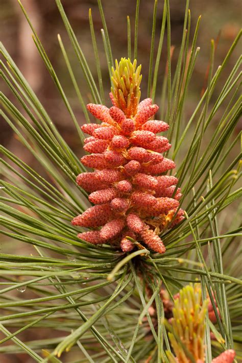 Pinus Resinosa Male Cones Ohio Moss And Lichen Association