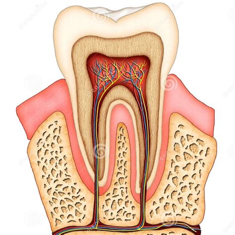 Anatomia Dental