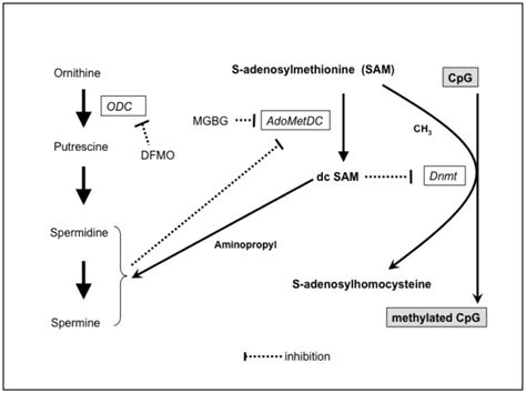 The Polyamines Spermine And Spermidine Are Synthesized From Arginine