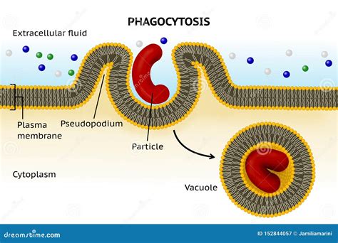 Phagocytosis Cell Transport Stock Illustration Illustration Of