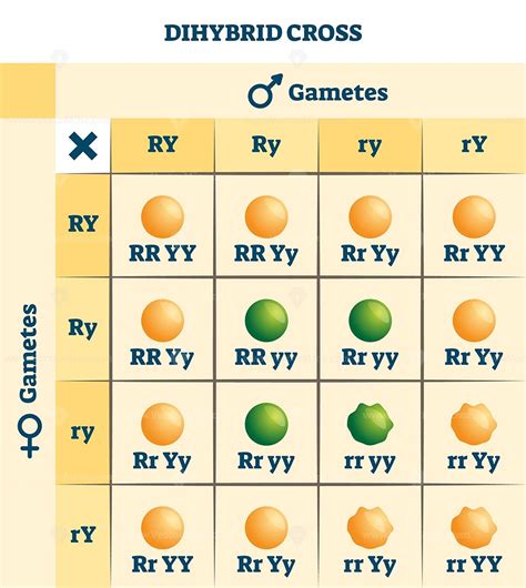 Dihybrid Cross Vector Illustration Dihybrid Cross Dihybrid Cross