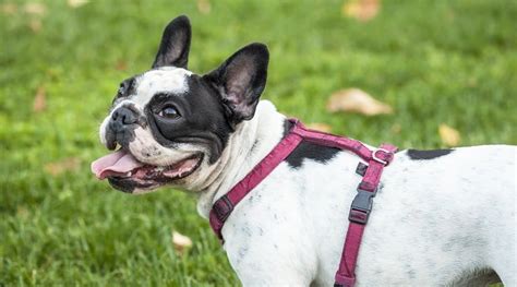 Best French Bulldog Harnesses Ratings Reviews And Top Picks Canine