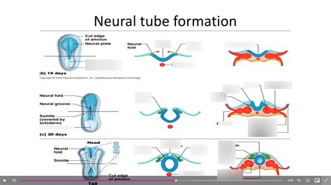 Neural Tube Formation Diagram | Quizlet