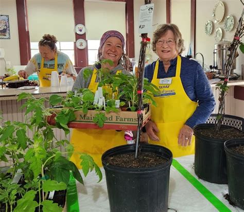 Tomato Vegetable Sale Gonzales Master Gardeners