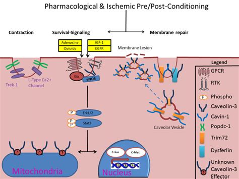 Schematic Of Caveolae Mediated Protective Signaling In The Heart It