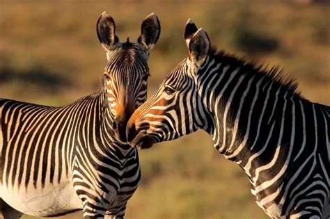 Mountain Zebra (Equus zebra) - Lifestyle, Diet, and More