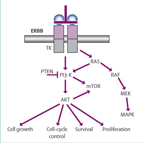 Figure 1 From Activation Of The Pi3 Kakt Pathway And Implications For