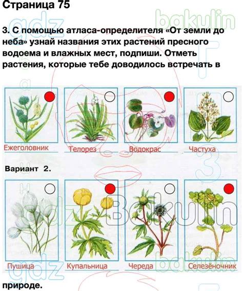 Решебник по окр миру плешаков 4 класс: ГДЗ Окружающий мир 4 класс белая ...