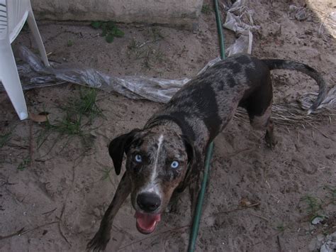 79 5 Month Old Great Dane Lab Mix L2sanpiero