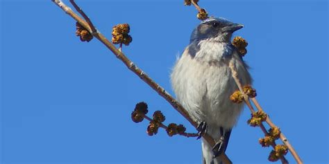 Mdas Field Trip Mount Diablo State Park Mount Diablo Bird Alliance