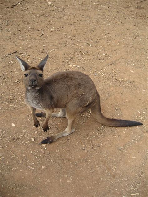 Western Grey Kangaroo - ZooChat