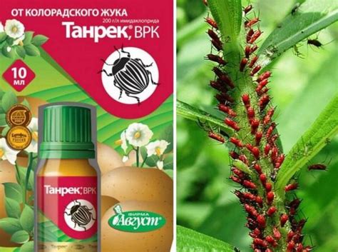 Как избавиться от колорадского жука на картошке: эффективные средства и ...