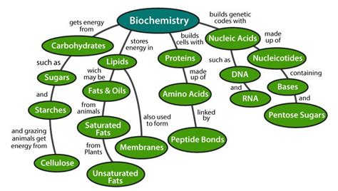 Biomolecules In Living Organisms The Four Types Of Biomolecules