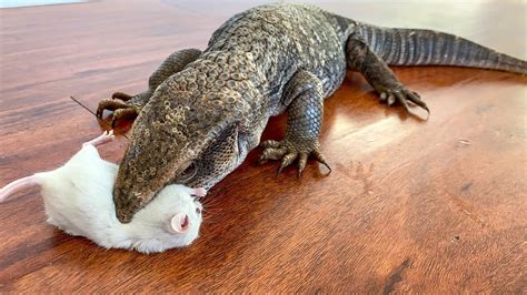 Lizard EATS 2 Mice Live Feeding YouTube