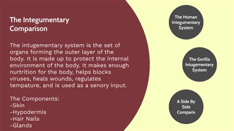 Human vs Gorilla Anatomy by Meadow Lafaille on Prezi