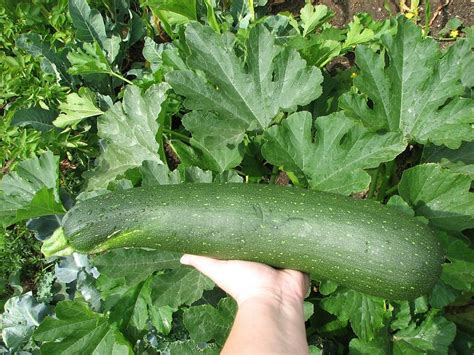 What To Do With Giant Zucchini Clean Green Simple