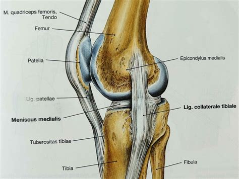 Løberknæ Book tid til osteopatisk behandling