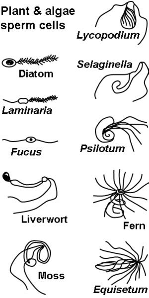 Difference Between Sperm And Semen Definition Components Role