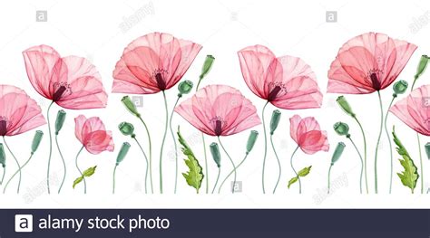 Watercolor Seamless Border With Poppy Summer Field Flowers With Green