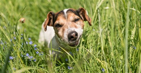 Por Que Os Cachorros Comem Grama VitalPet Brasil