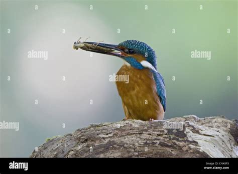 Common Kingfisher Alcedo Atthis Adult Male Feeding With Dragonfly