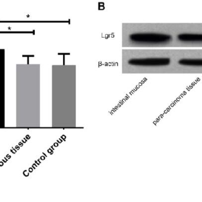 Analysis Of Lgr5 Expression Levels A Expression Level Of Lgr5 In