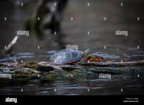 La Tortuga Pintada Chrysemys Picta La Tortuga Pintada Es La Tortuga