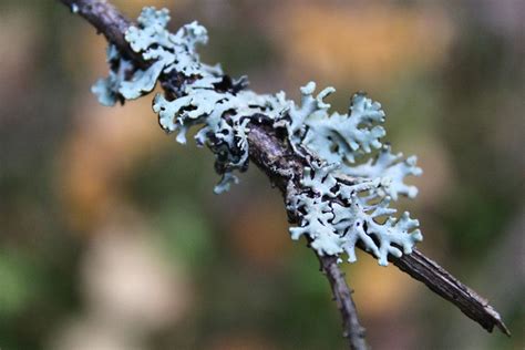 Spring Into Action With Plantlife An Introduction To Lichen