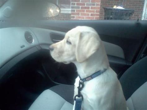 Clifford Out On His Daily Drive Labrador Retriever Labrador Retriever