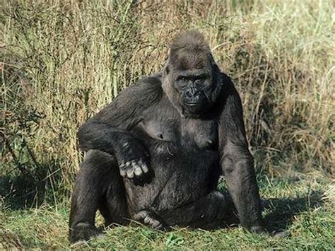Гориллы (Gorilla): описание, особенности, поведение и размножение