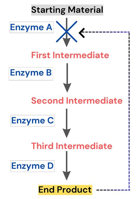 Create a flow chart to explain how feedback inhibition works | Quizlet