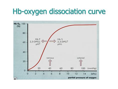 Ppt Hemoglobin Synthesis Structure And Function Powerpoint