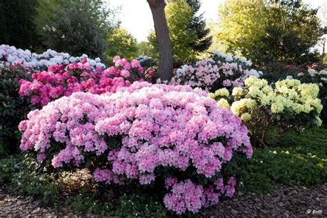 Кустовые цветы для сада многолетние - 63 фото