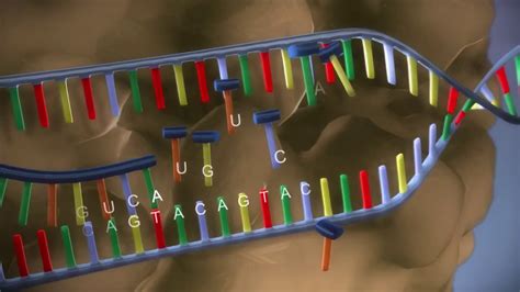 Protein Synthesis Youtube