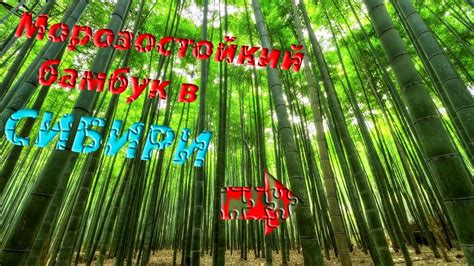 Бамбук в Сибири,🎋 морозостойкий бамбук.🎋#морозостойкийбамбук - YouTube
